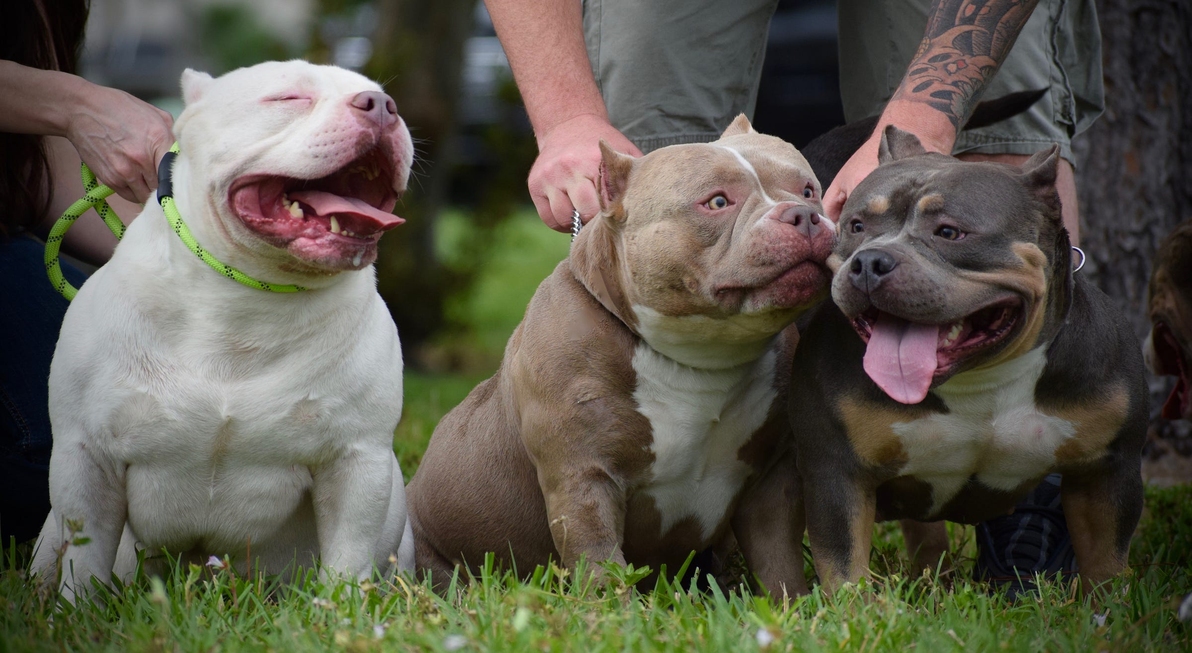 TOP POCKET AMERICAN BULLY BREEDER POCKET BULLY STUDS BEST EXTREME