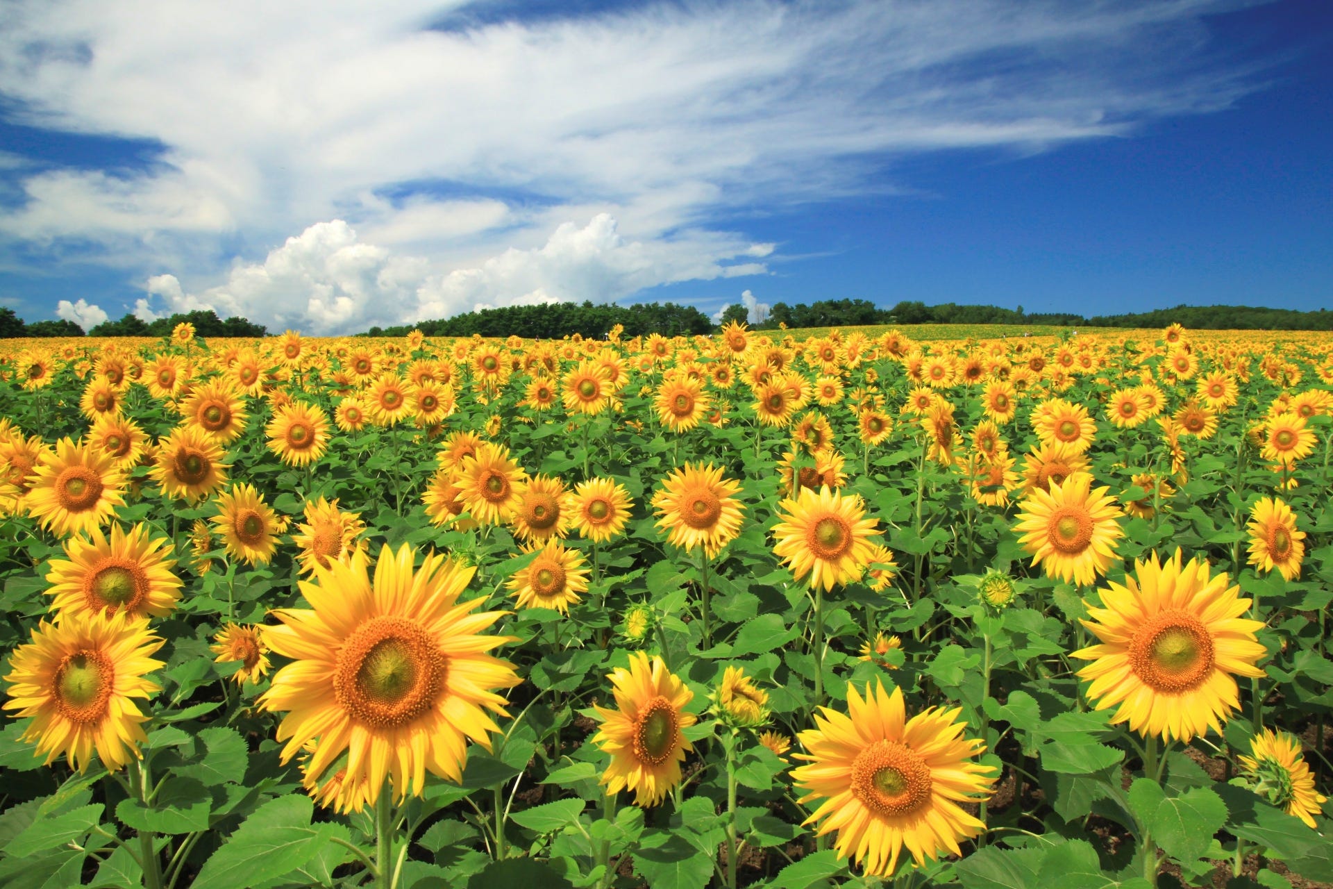 7 Best Sunflower Fields in Japan Japan Travel Guide JW  Magazine