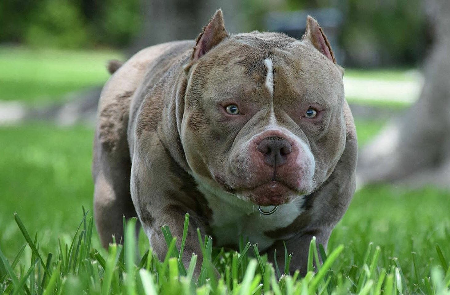 Top Producing Pocket American Bully Micro Bully Stud