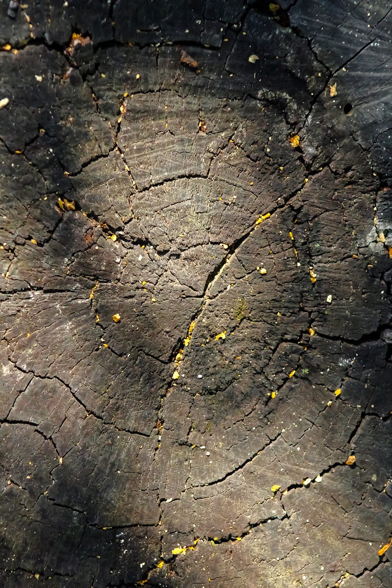 Seemingly dead tree stump kept alive by neighboring trees NU Sci Magazine