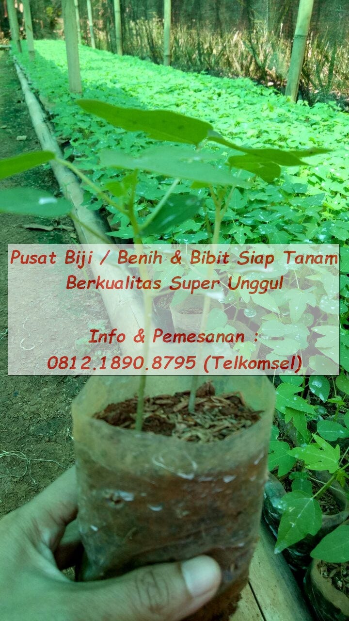 Jual Madu kelengkeng 081357873509 Tsel Madu Kelengkeng Ambarawa