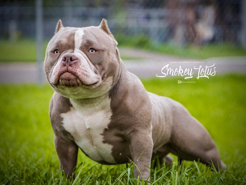 AMERICAN BULLY 101 BREED GUIDE POCKET, STANDARD, XL & ALL TYPES MICRO