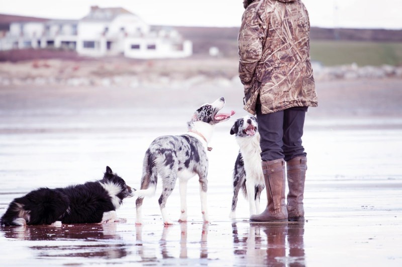 Dog Walker Resume Sample & Writing Guide [20+ Tips]