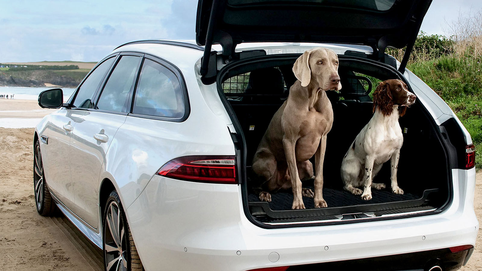 Pet Accessories Ownership Jaguar New Zealand