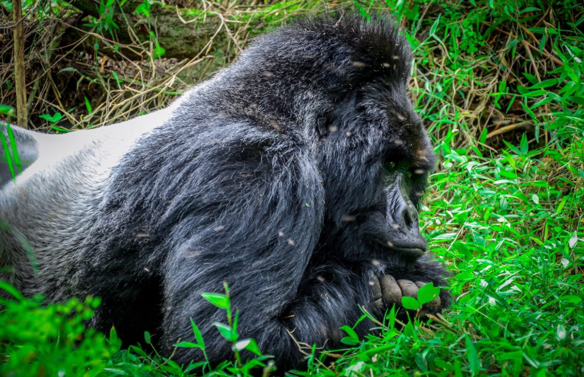 Mountain Gorillas; The Gentle Giants Of The Wild ChimpReports