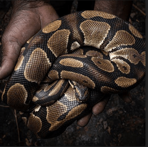 Stop Killing Snakes, Keeping them as Pets Activists ChimpReports