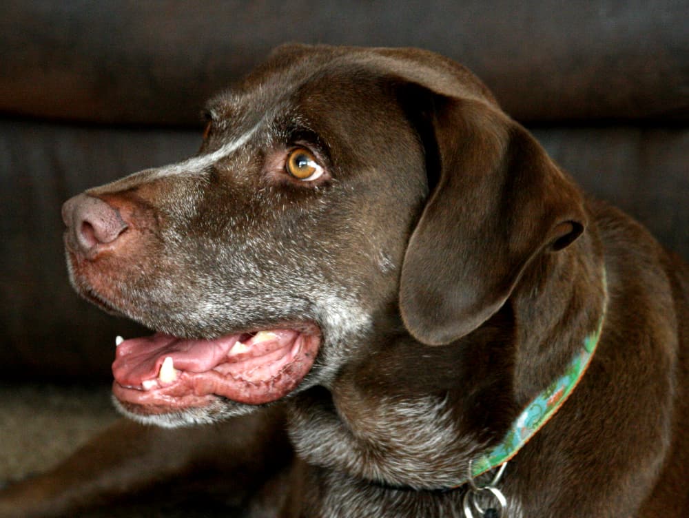 Why Is My Dog Panting And Restless? | Great Pet Care