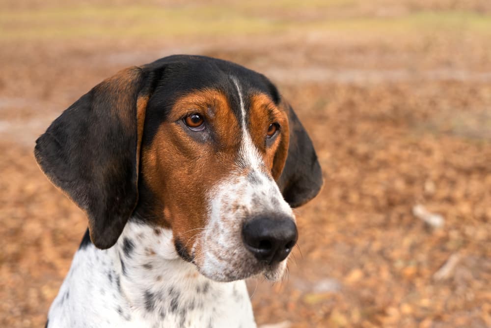 9 AllAmerican Dog Breeds Great Pet Care