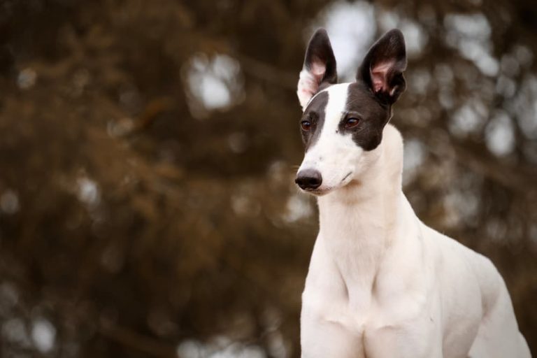 Lurcher Dog Breed Information Great Pet Care
