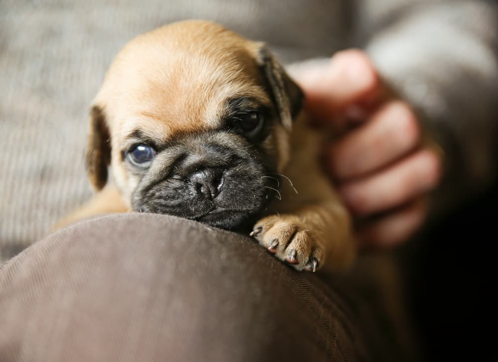 Chug Personality Traits and Facts | Great Pet Care