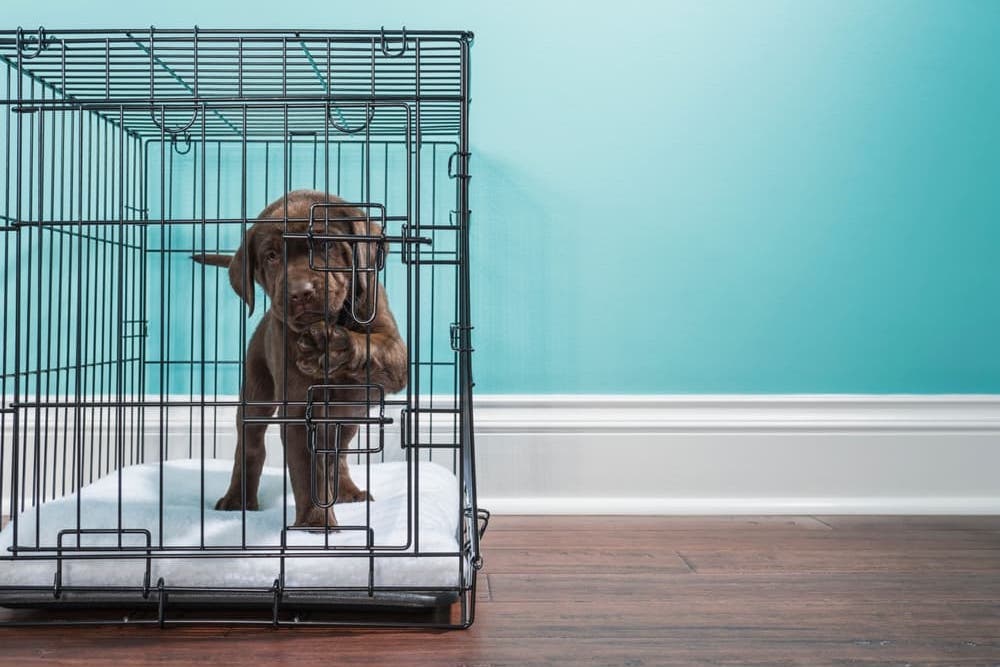 Puppy Crying in Crate What You Should Do Great Pet Care
