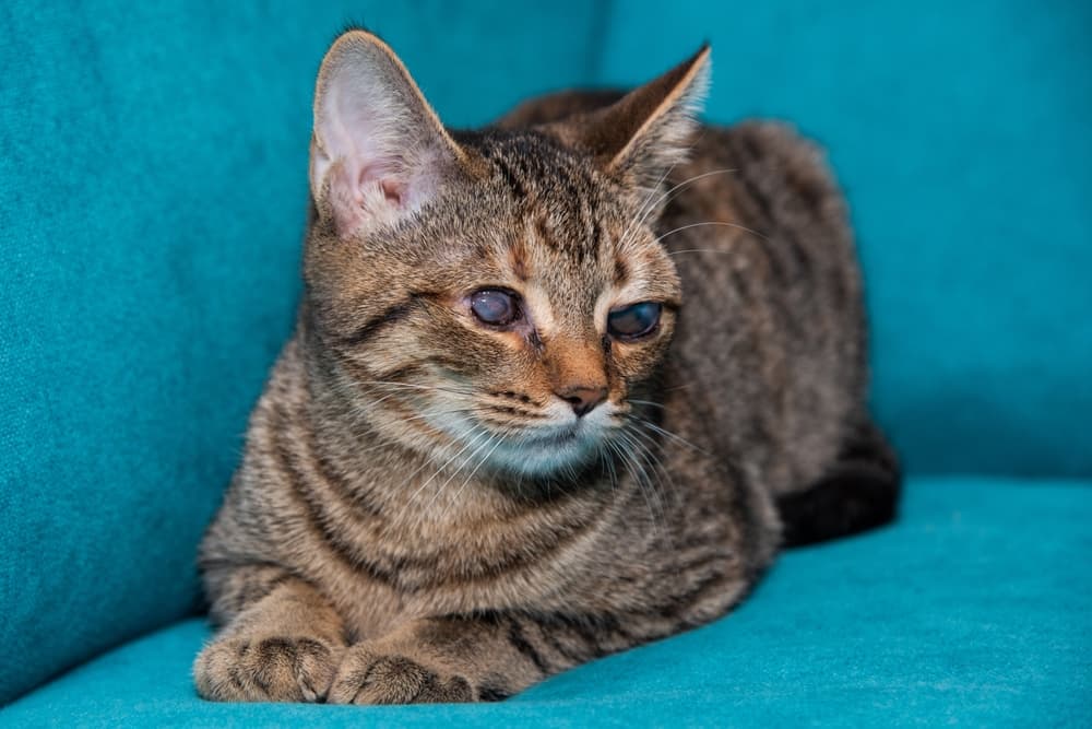 Guide to Life With a Blind Cat Tips and Advice Great Pet Care