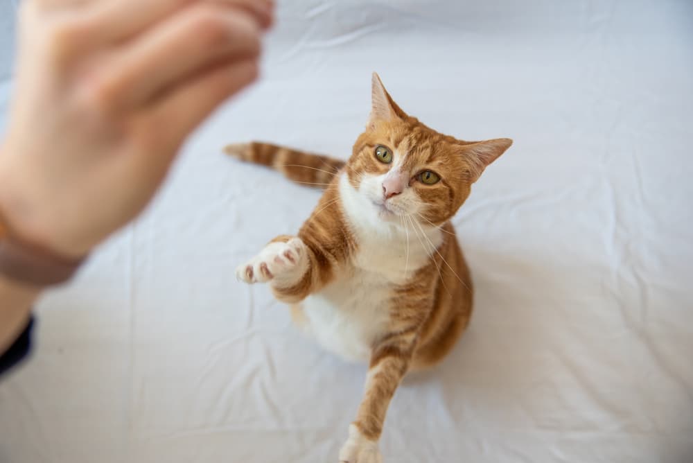 How to Teach a Cat to Fetch Great Pet Living