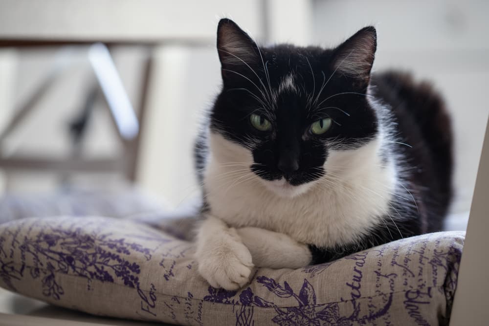 Does Catnip Calm Cats? Great Pet Living