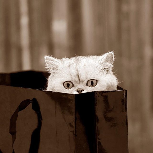 Schedule Appointment with Studio Noah Pet Photography & Videography