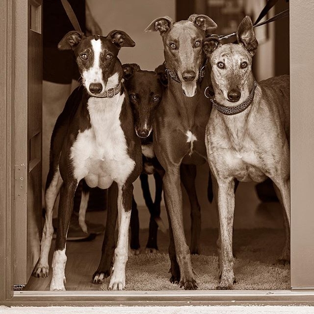 Schedule Appointment with Studio Noah Pet Photography & Videography