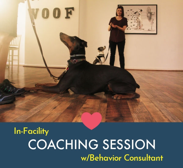 Schedule Appointment with Instinct Dog Training Englewood