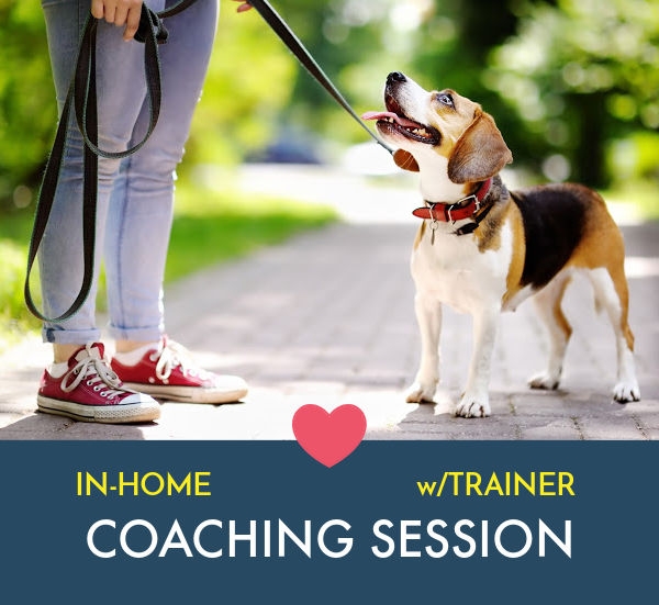 Schedule Appointment with Instinct Dog Training Englewood