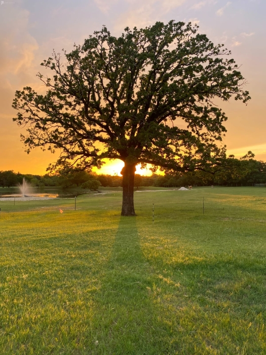 Schedule Appointment with Morning Star Ranch Texas