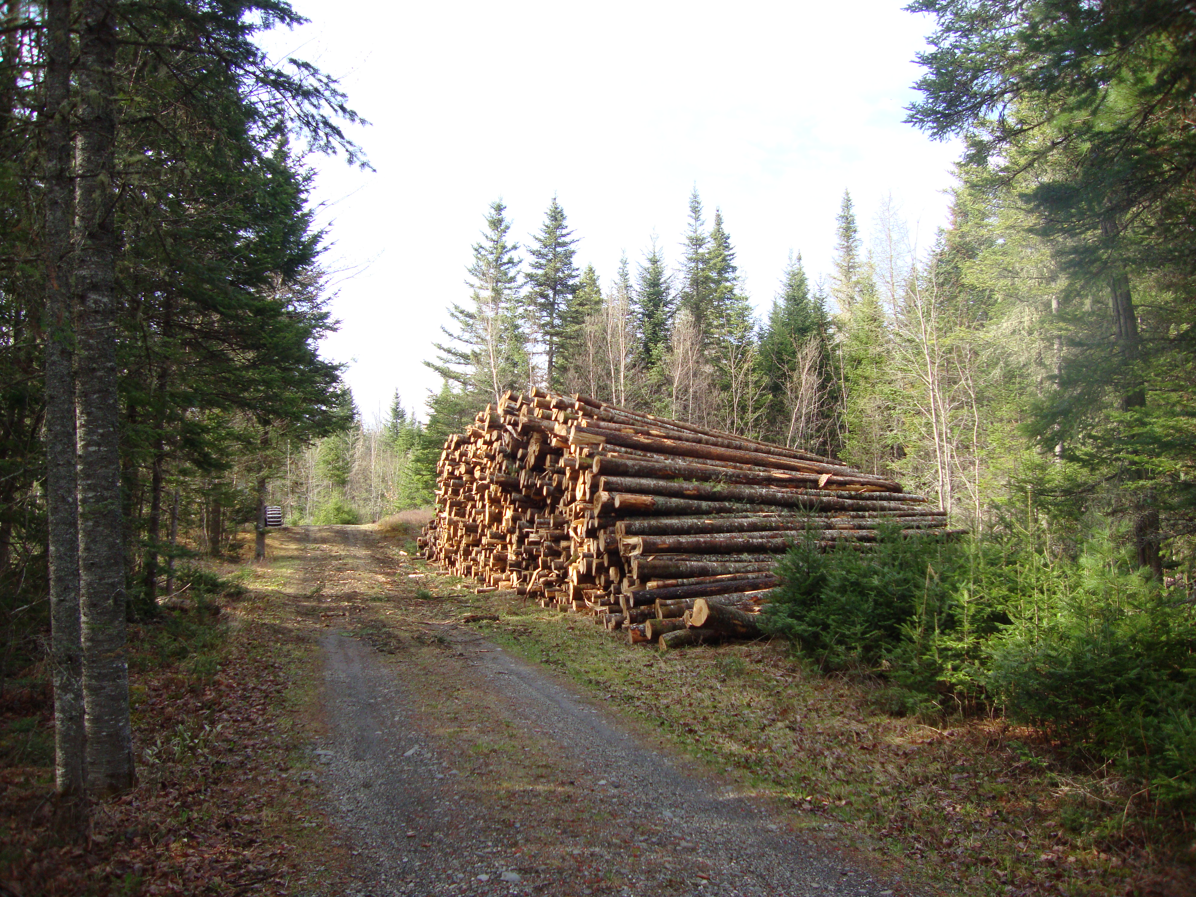 Maine forestry operations Sappi Global