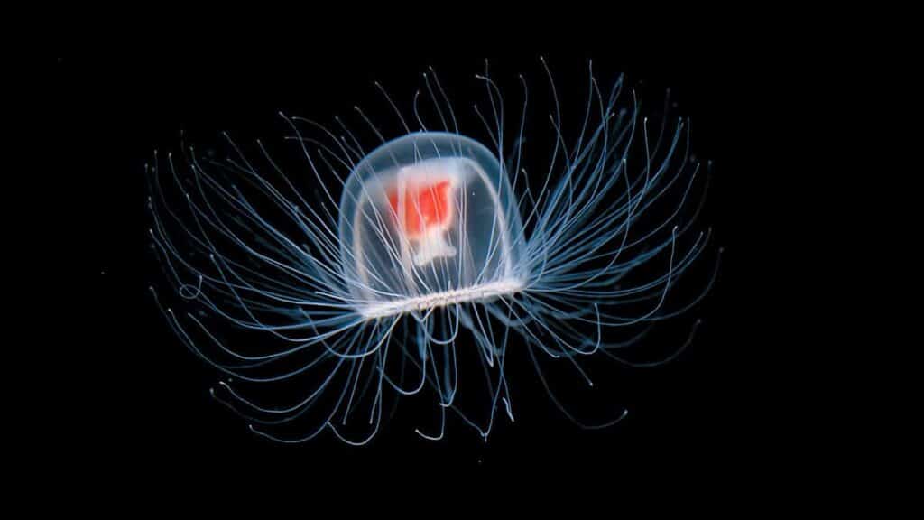 Meet the animal that never dies, an immortal jellyfish! Fun Kids