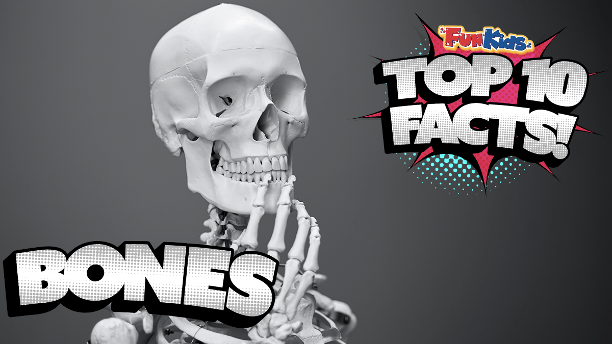 Top 10 Facts About Bones! Fun Kids the UK's children's radio station