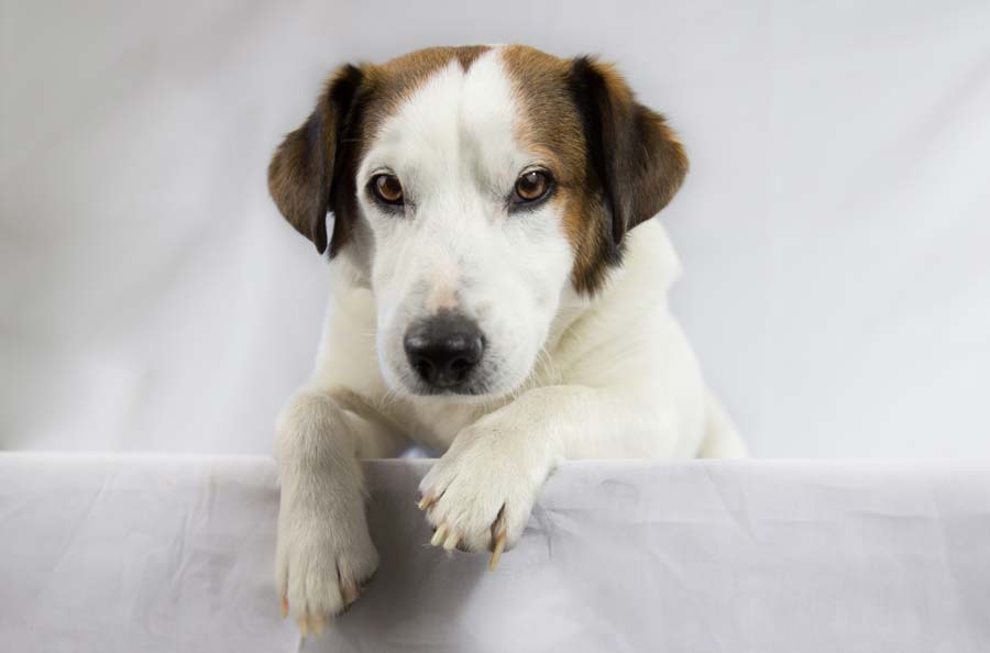 Phenobarbital for Dogs Therapy Pet