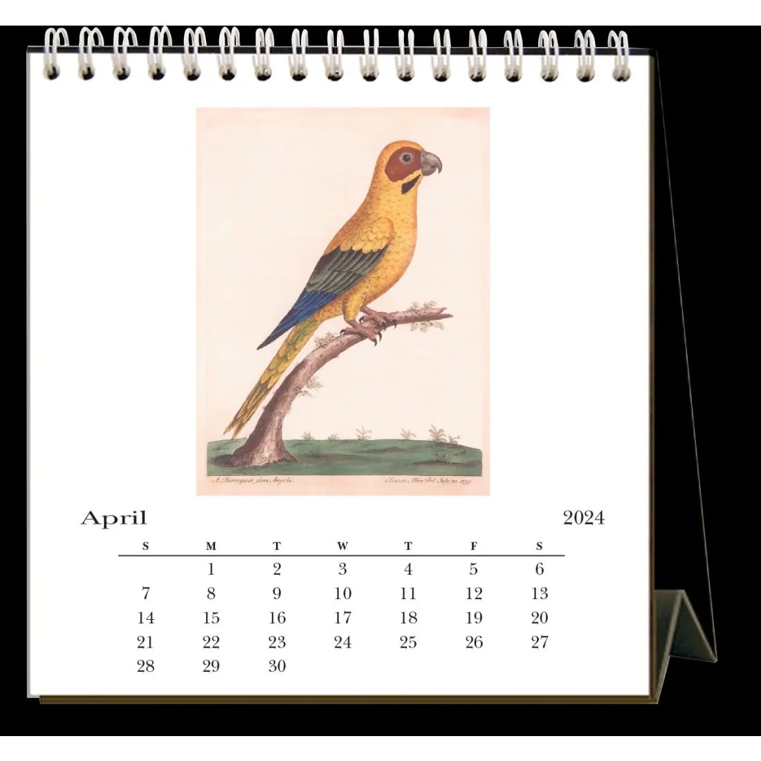 Parrots 2024 Calendar Parrots 2024 Easel Desk Calendar
