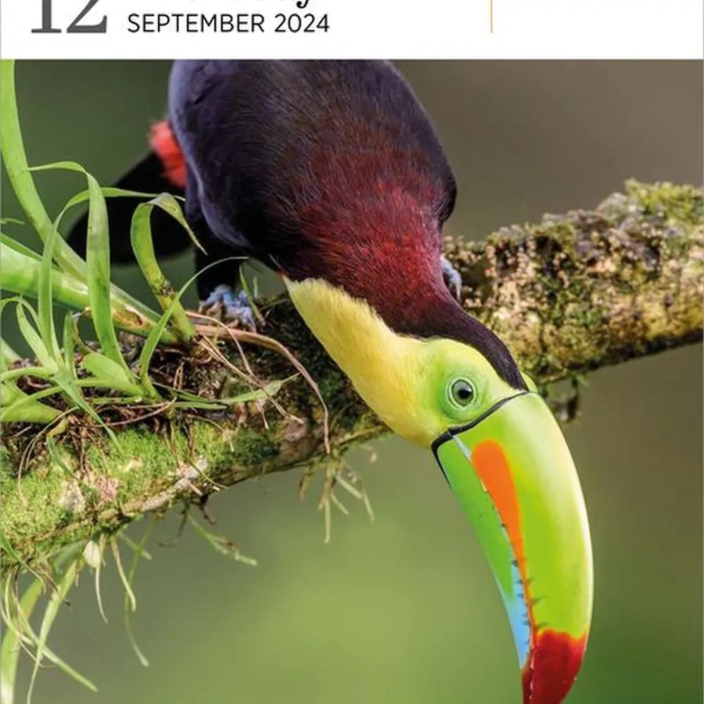 Audubon Birds Gallery 2024 Desk Calendar