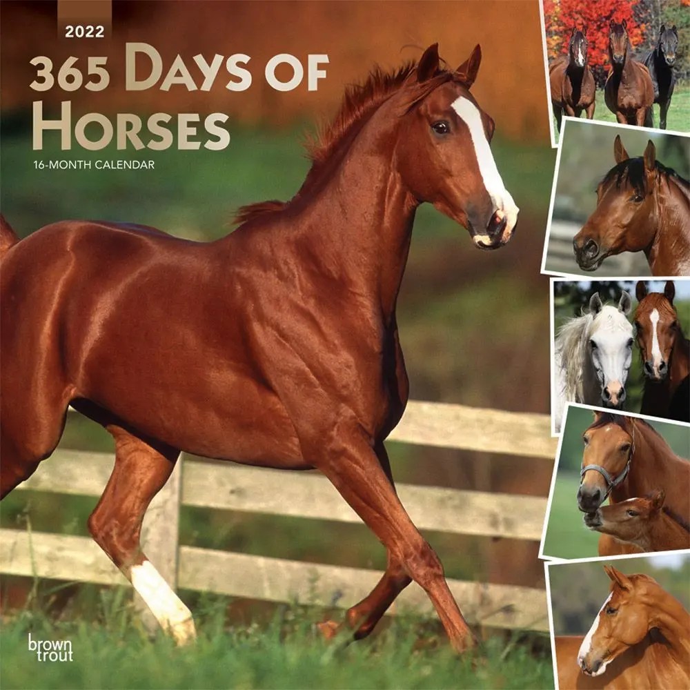 365 Days of Horses 2022 Wall Calendar