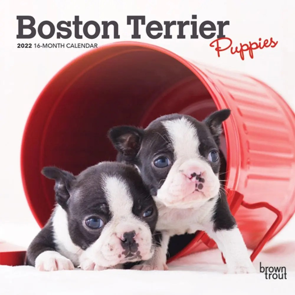 Boston Terrier Calendar 2022 2022 Wall Calendar Just Boston Terrier Puppies - Willow Creek Press : Target