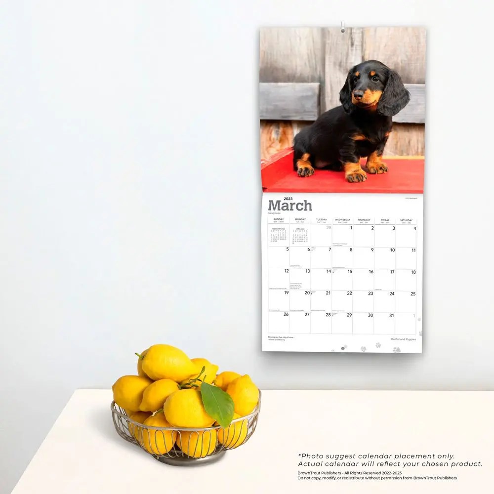 Dachshund Puppies 2023 Square Wall Calendar