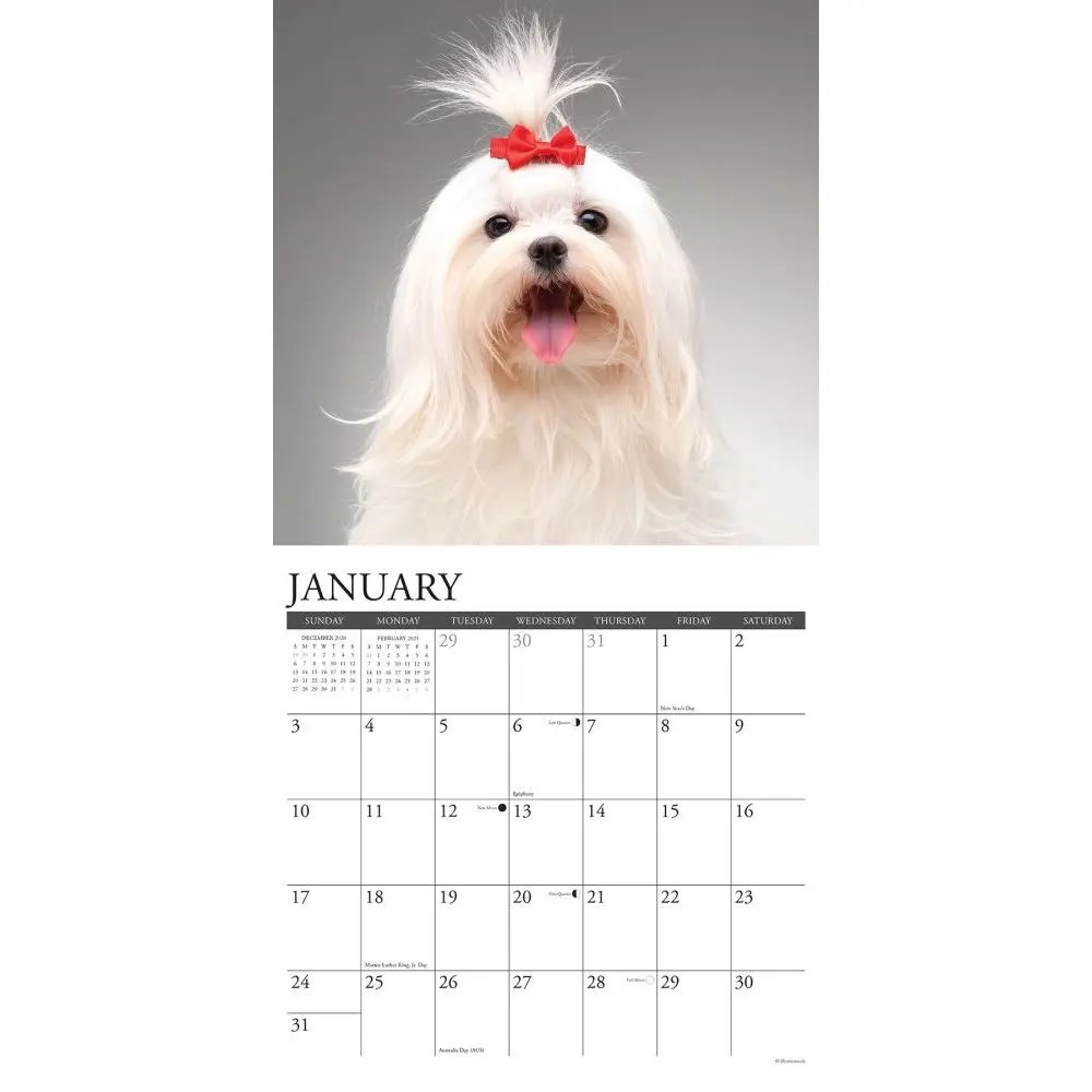 Just Maltese Wall Calendar