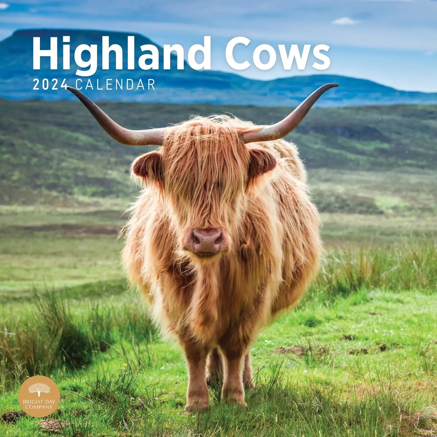 Highland Cattle Calendar 2024