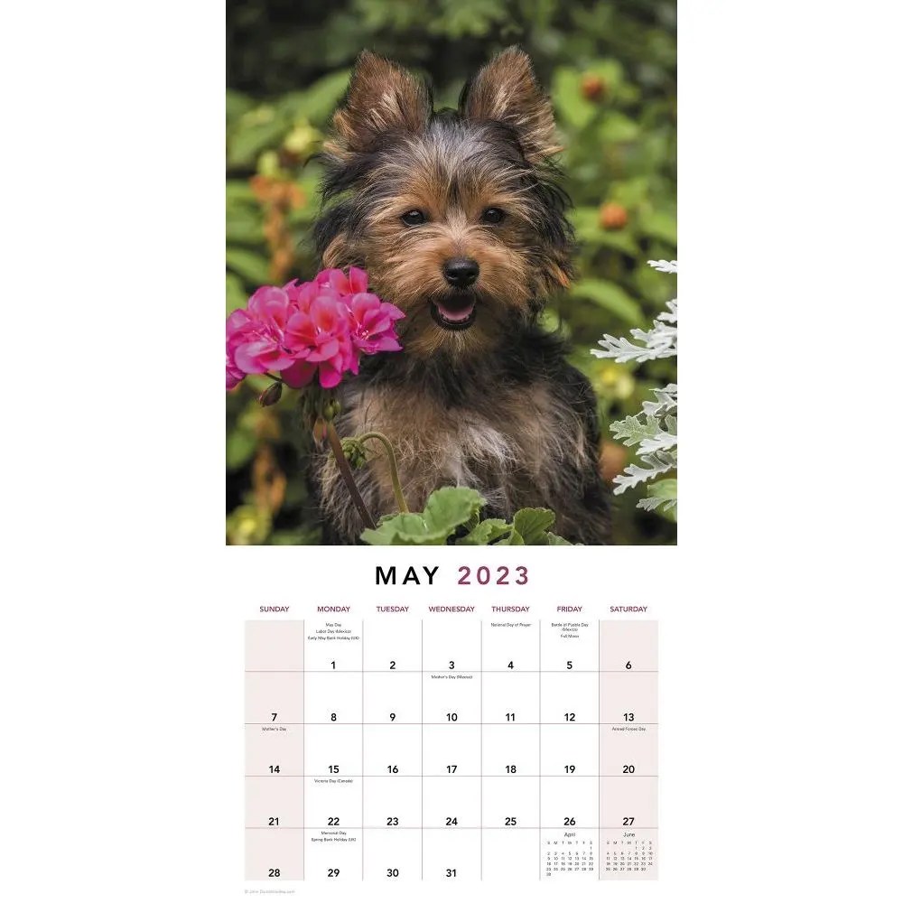 yorkie calendar 2023 Yorkies2023WallCalendar