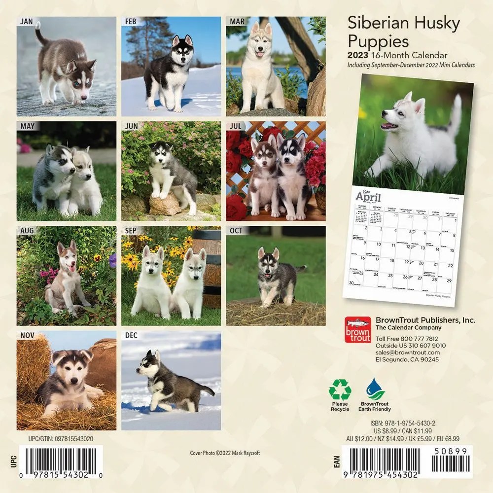 7x7 wall calendar 2023 Siberian Husky Puppies 2023 Mini Wall Calendar 7x7