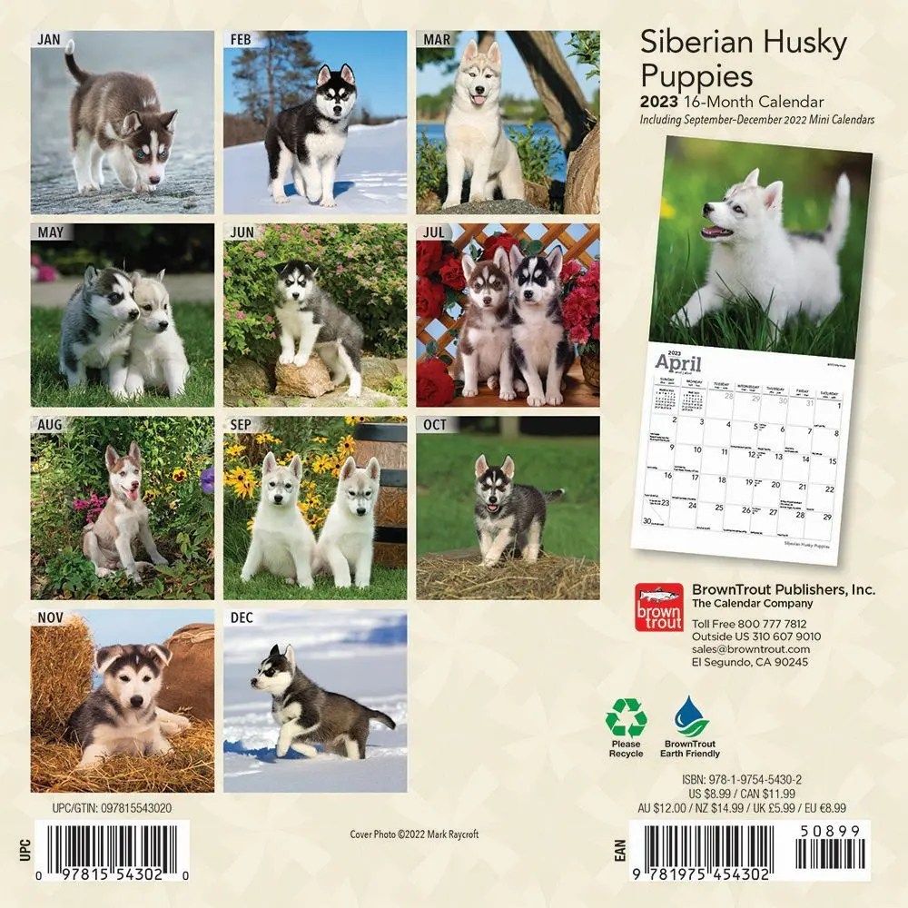 Siberian Husky Puppies 2023 Mini Wall Calendar 7x7