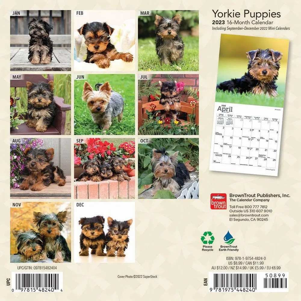 Yorkshire Terrier Puppies 2023 Mini Wall Calendar