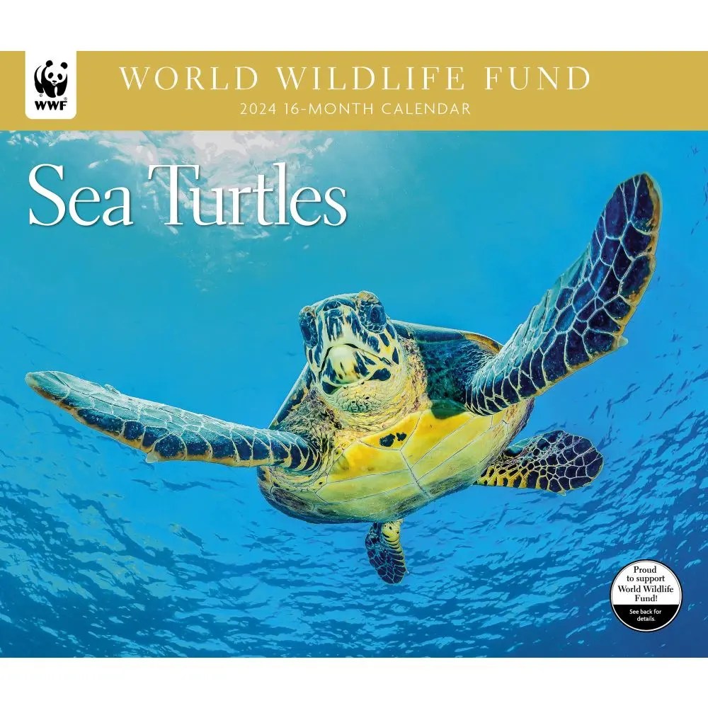 2024 Wall Calendar Sea Turtle