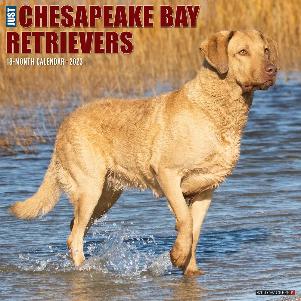Just Chesapeake Bay Retrievers 2023 Wall Calendar Calendars For All