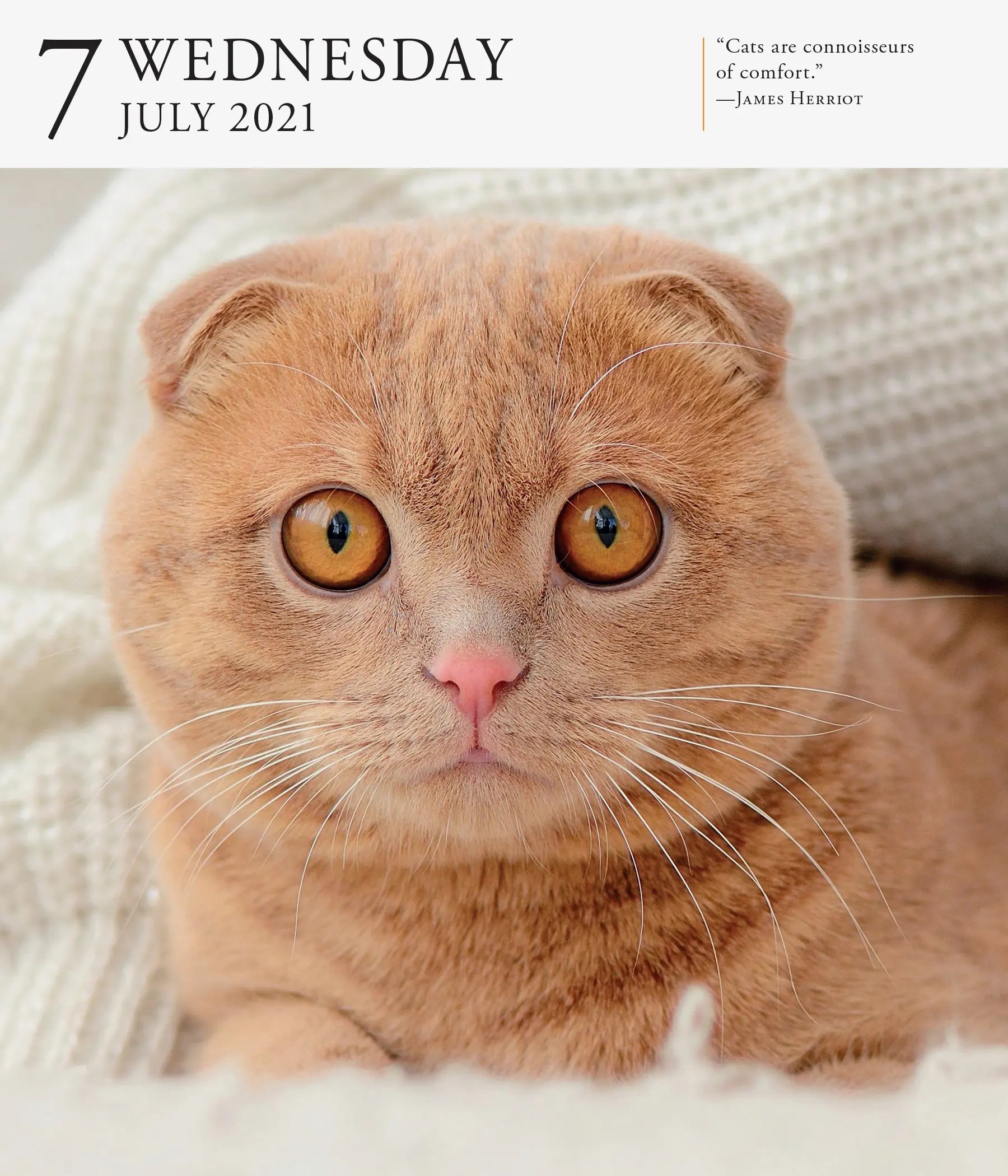 Cat Gallery Desk Calendar