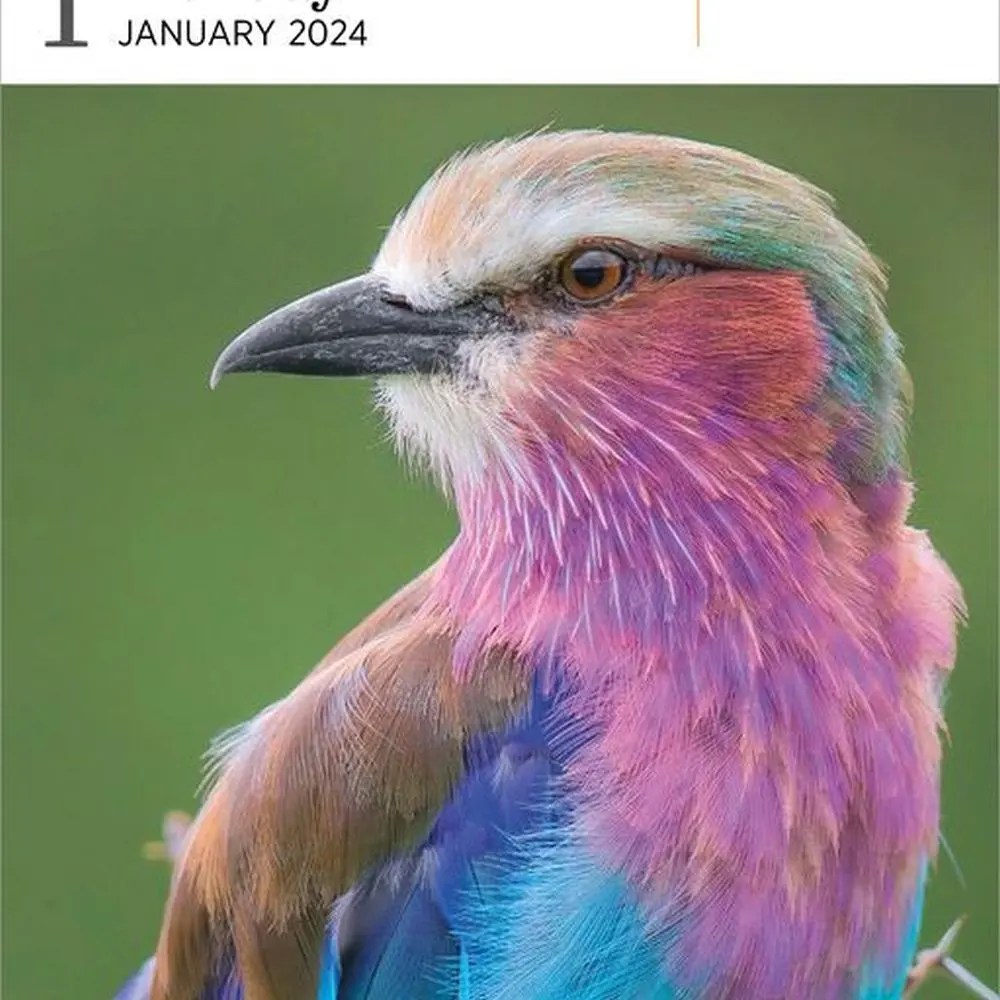Audubon Birds Gallery 2024 Desk Calendar