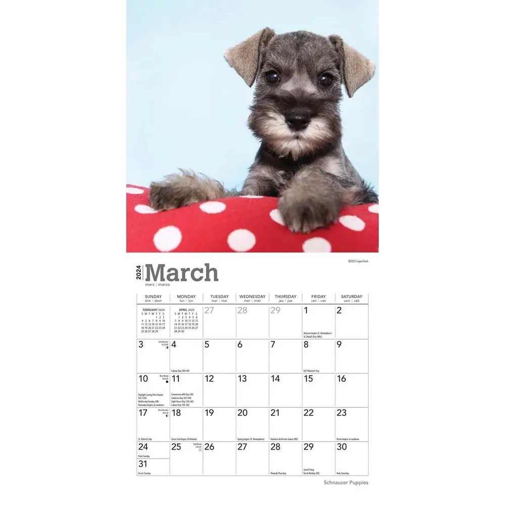 Schnauzer Calendar 2024 Schnauzer Puppies 2024 Mini Wall Calendar
