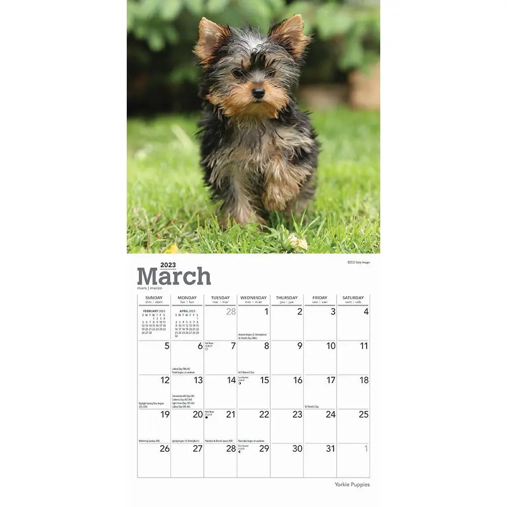 Yorkshire Terrier Puppies 2023 Mini Wall Calendar