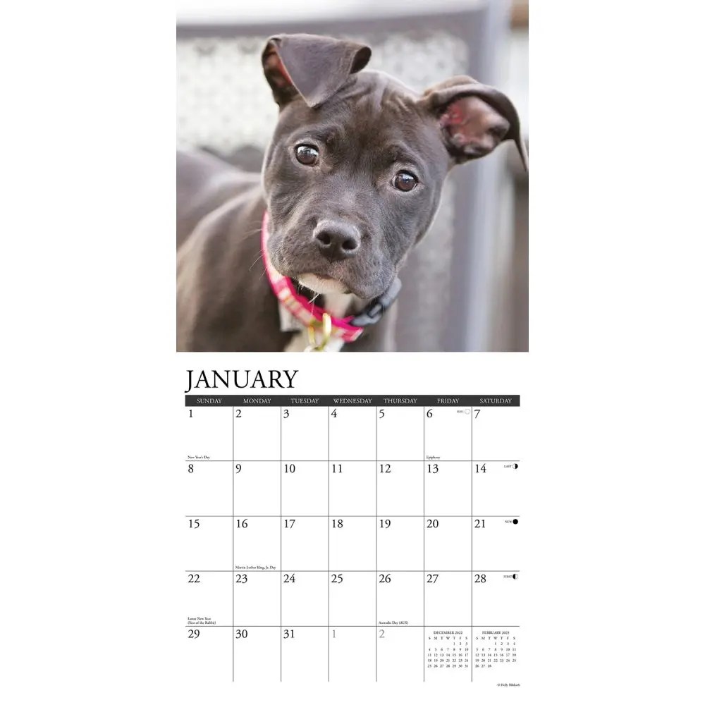 Pit Bull Terrier Puppies 2023 Calendar