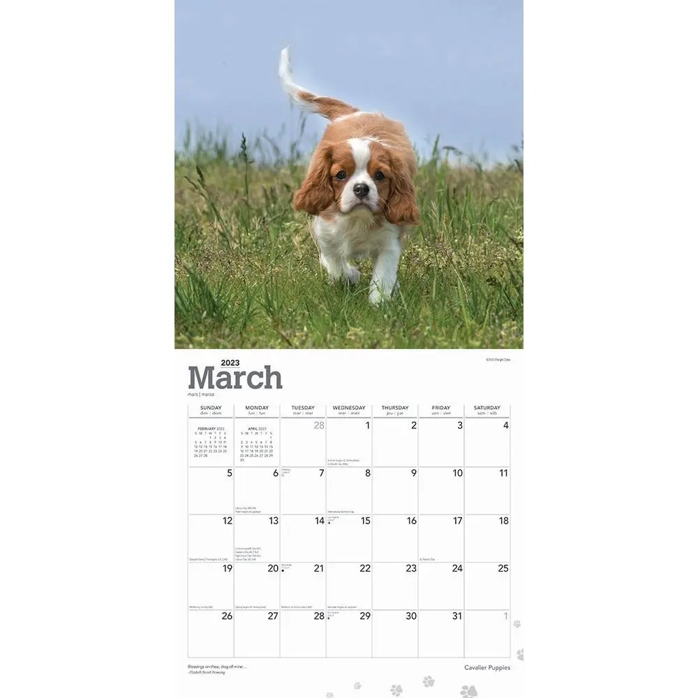 Cavalier King Charles Spaniel Puppies 2023 Wall Calendar