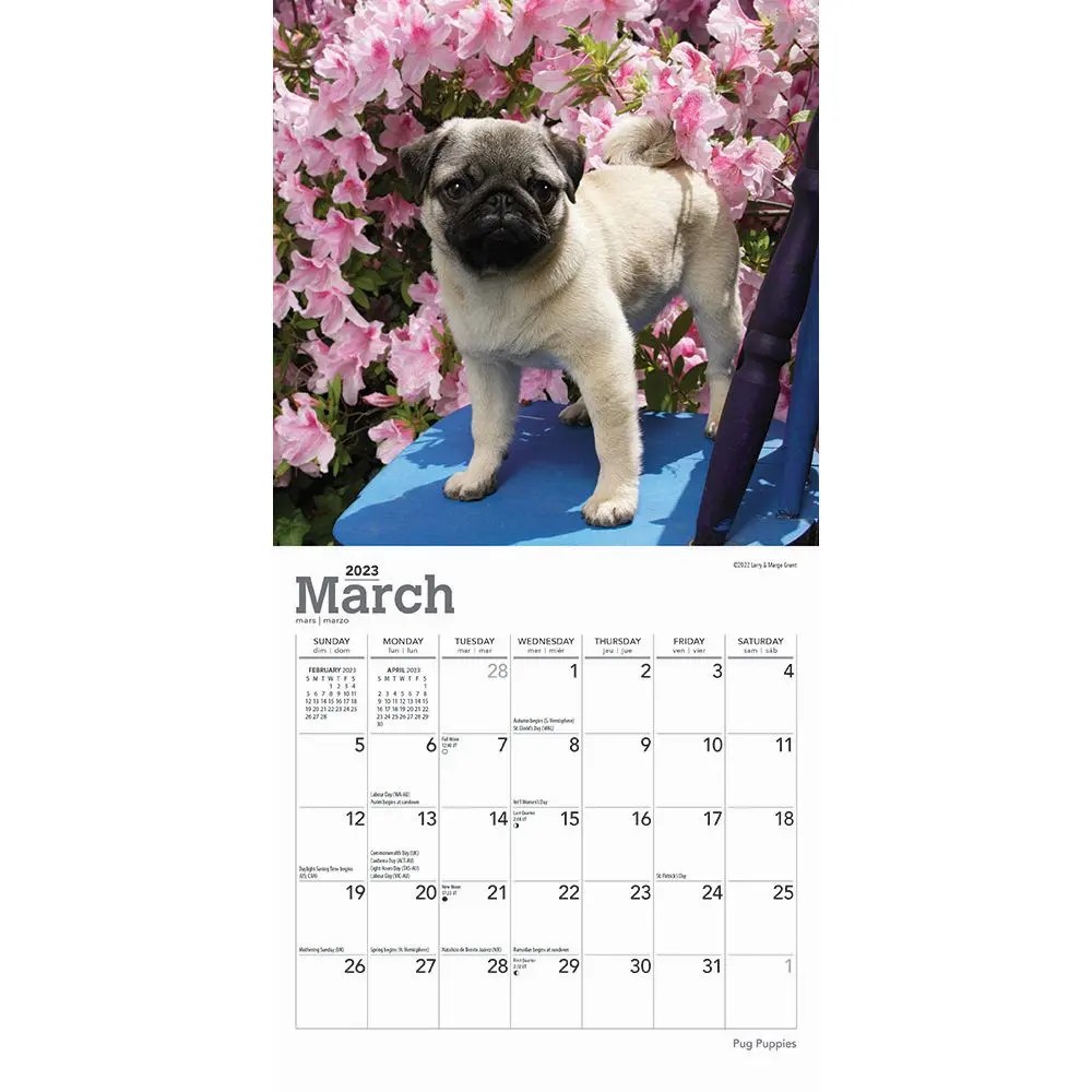 Pug Puppies 2023 Mini Wall Calendar 7x7