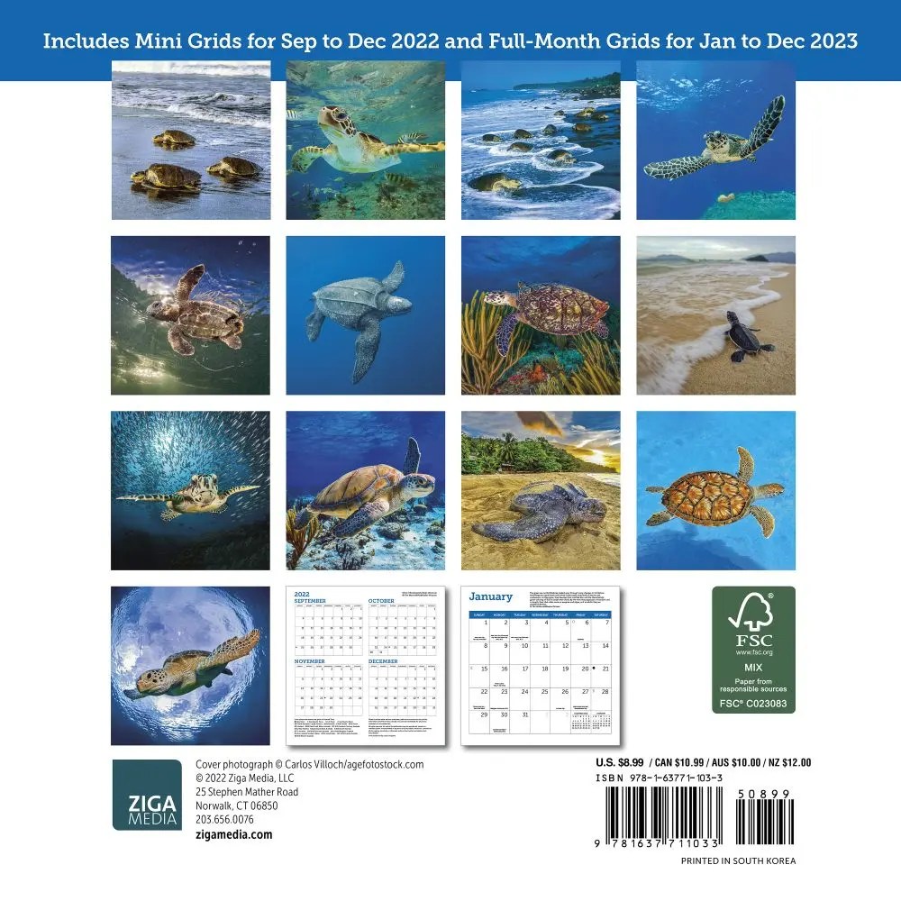 Sea Turtles 2023 Mini Wall Calendar