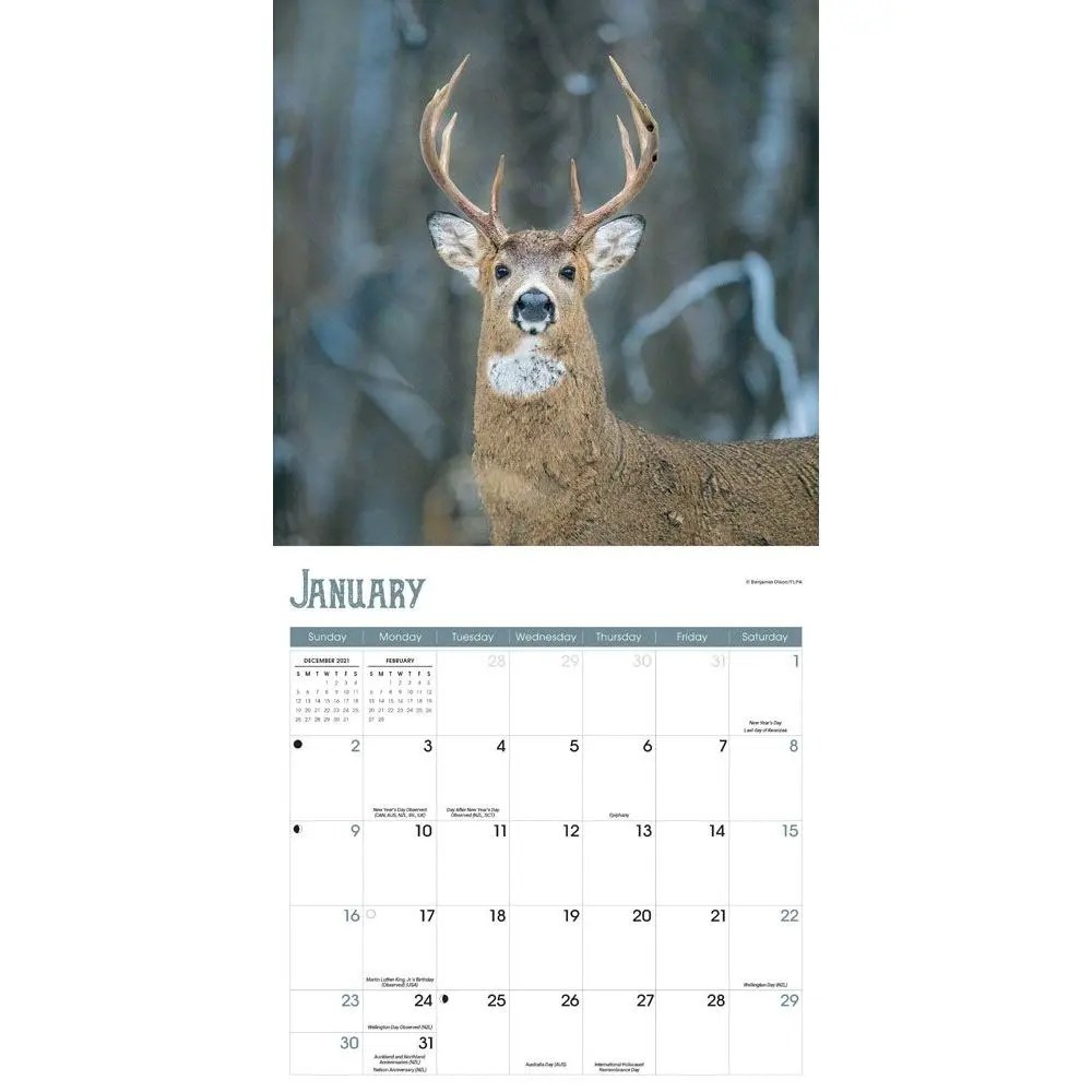 White Tailed Deer 2022 Wall Calendar - Calendars.com