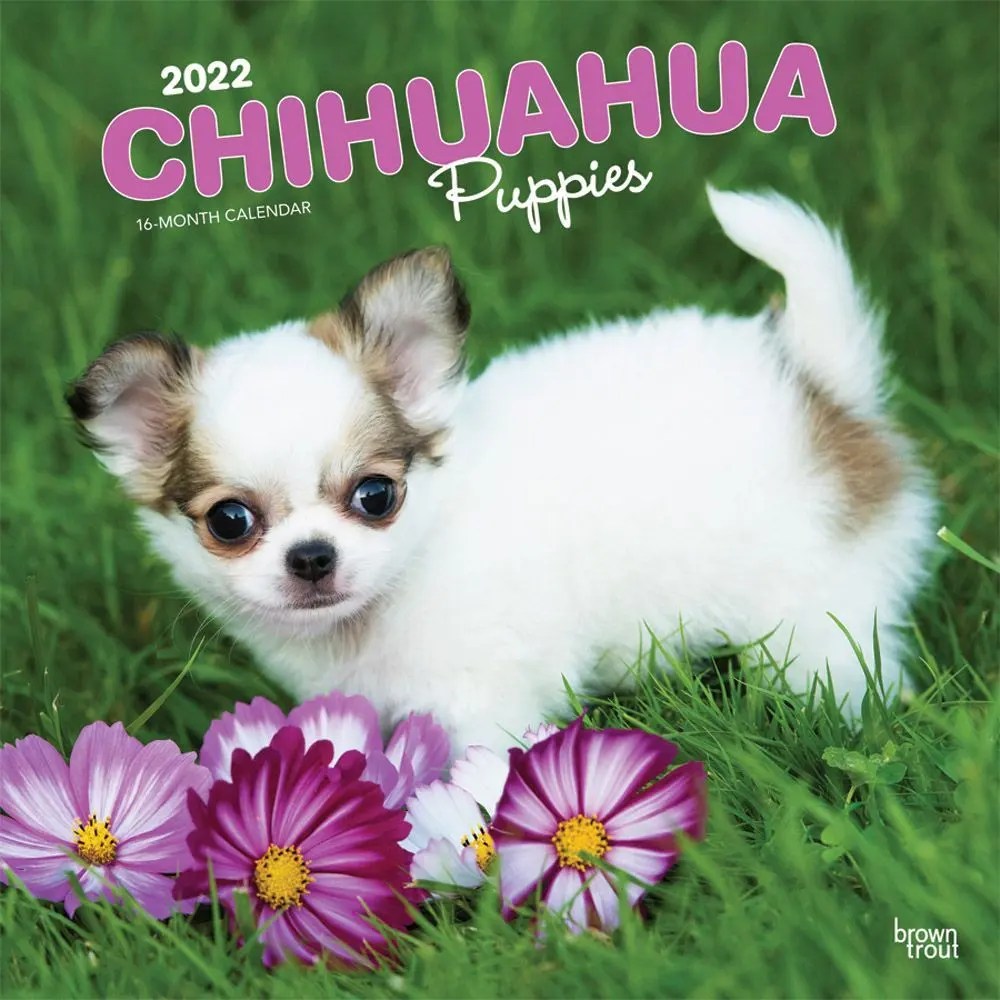 Chihuahua Puppies 2022 Wall Calendar - Calendars.com